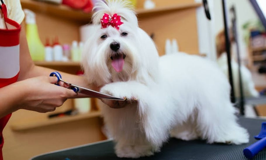 Basic Grooming Service