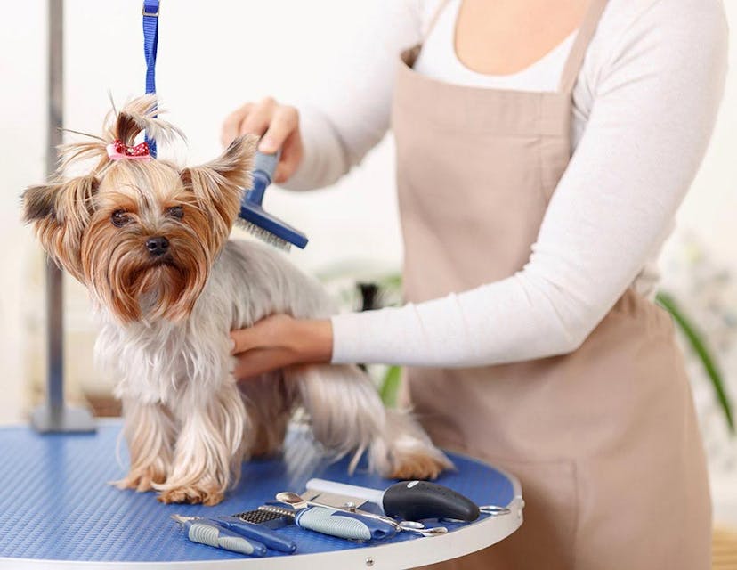 Best Pet Grooming in Hong Kong 2020 ($490+ each service) | Toby Best Pet Grooming in Hong Kong 2020 ($490+ each service) | Toby