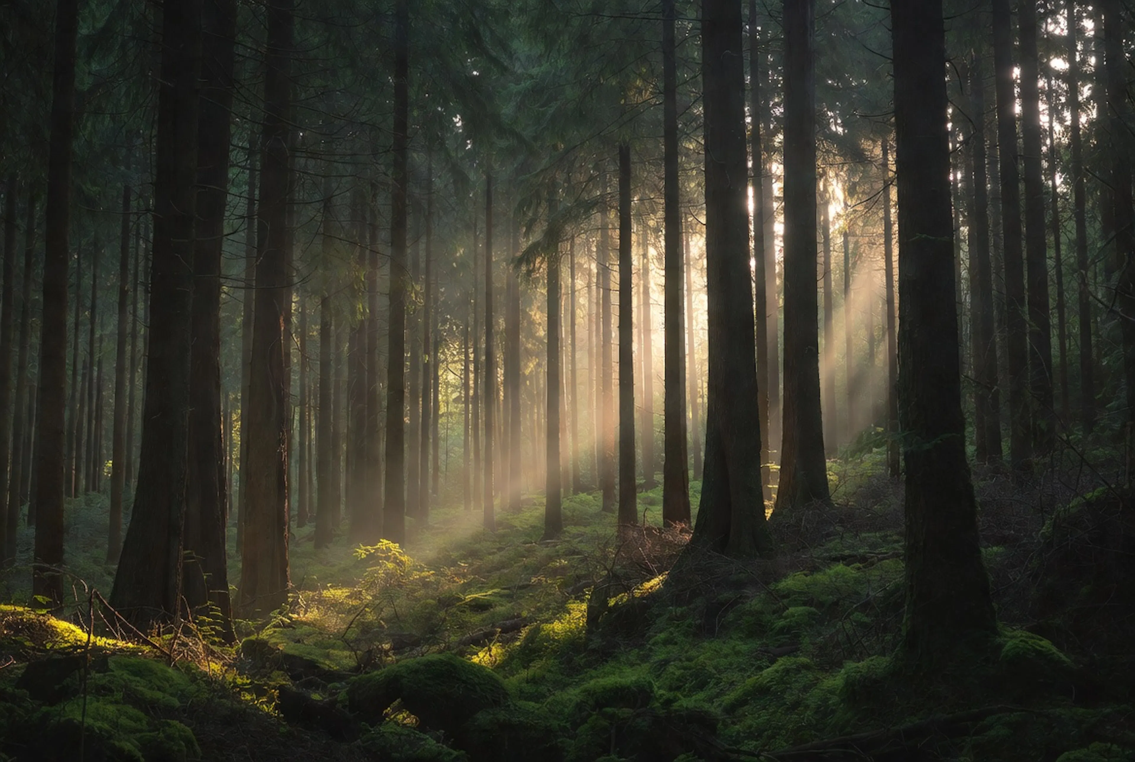Dense forest with golden light shafts