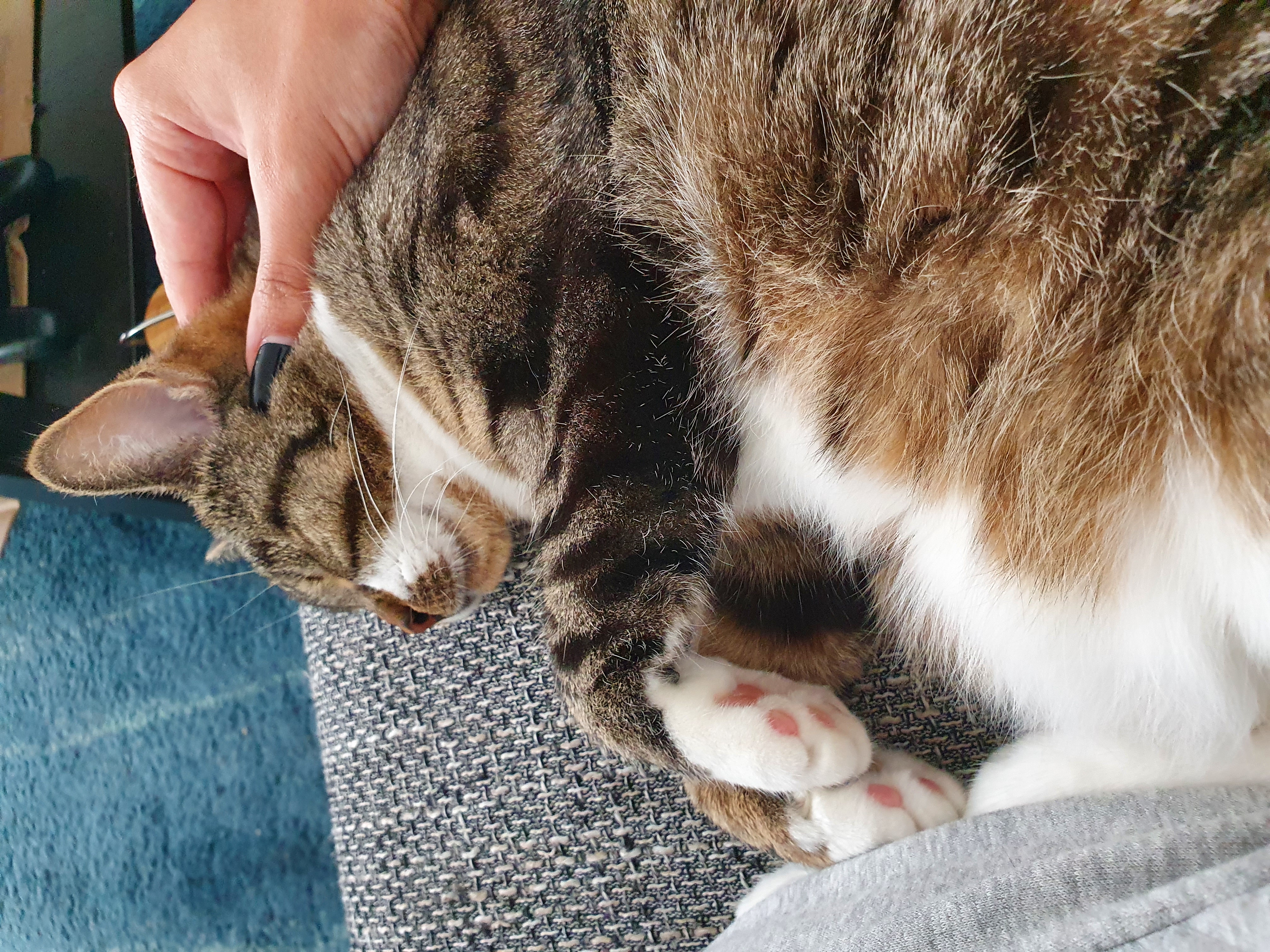 Zähne entzündet bei Katze Minnie