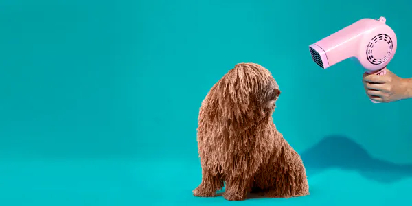 Hundekrankenversicherung hepster