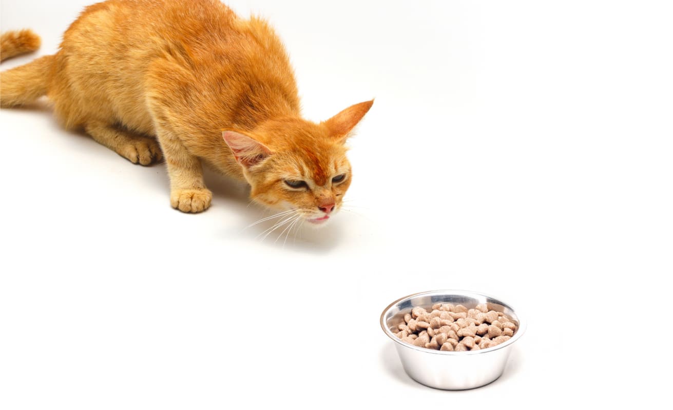 Katze frisst nicht mehr