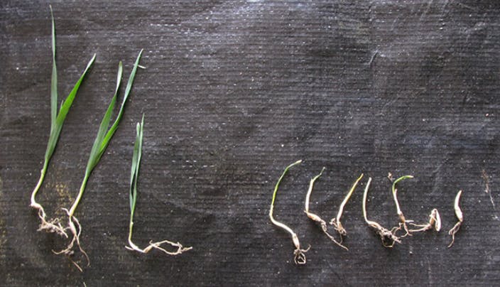 An image showing different crop responses.