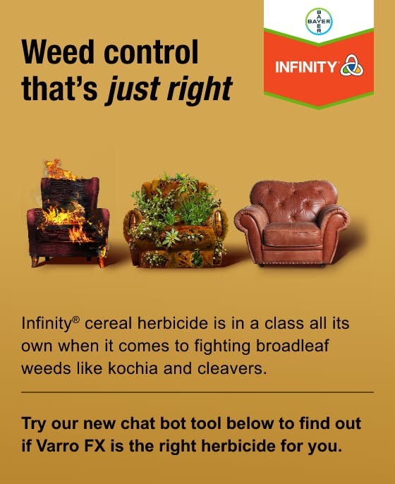 Image of 3 armchairs, one on fire, one covered in weeds, the other a comfortable looking leather armchair. Copy on the banner reads 'Weed Control that’s just right. Infinity® cereal herbicide is in a class all its own when it comes to fighting broadleaf weeds like kochia and cleavers. Try our new chat bot tool below to find out if Infinity is the right herbicide for you'. There is also a chevron shaped badge with the Bayer logo and the Infinity wordmark.