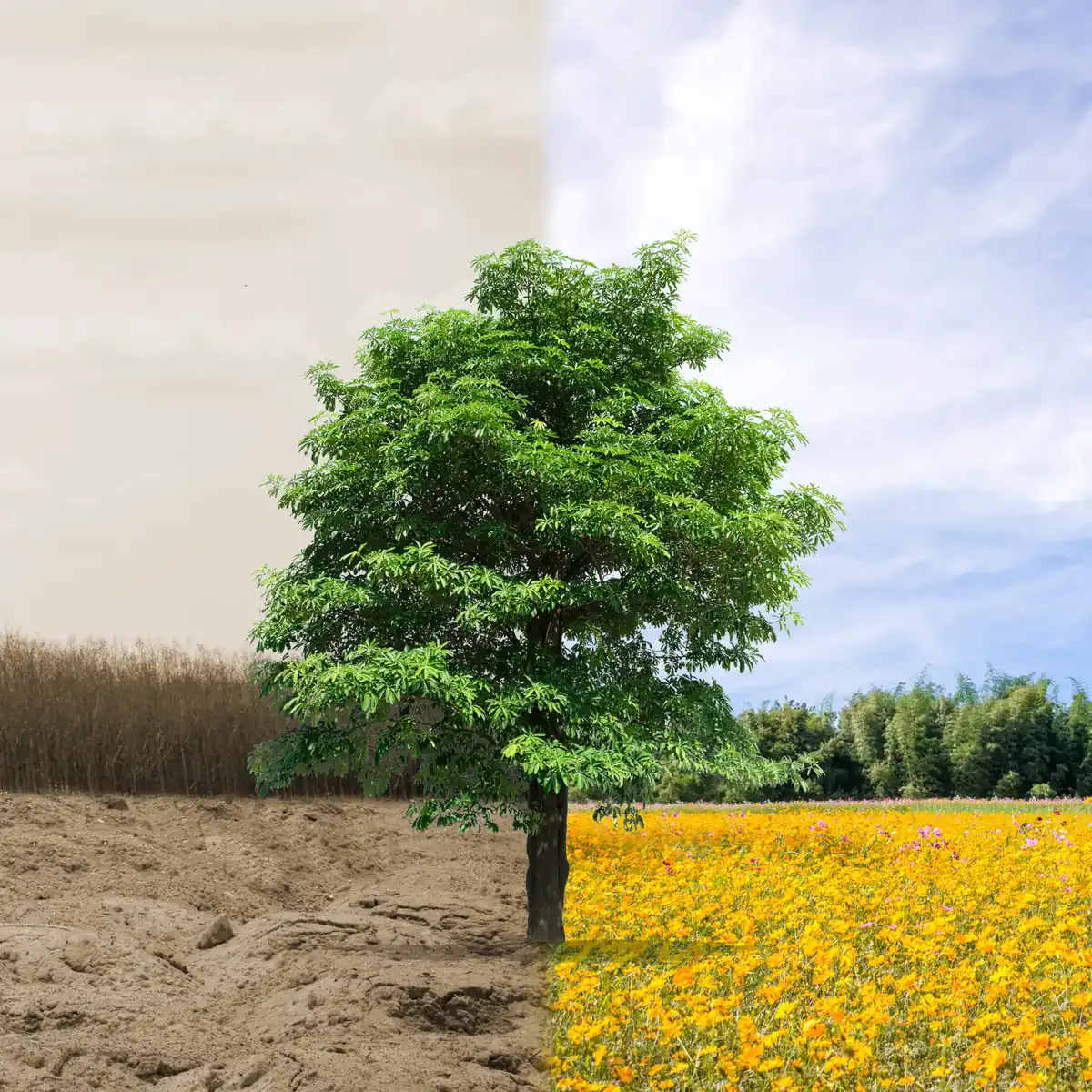 Arbre au centre d'un paysage mi-sécheresse, mi-prairie fleurie sous ciel bleu