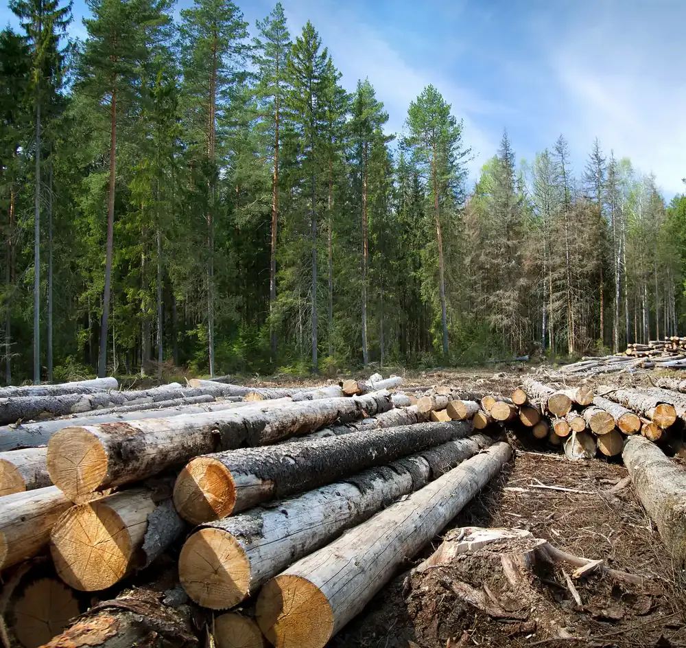 Troncs d'arbres abattus empilés au bord d'une forêt de conifères