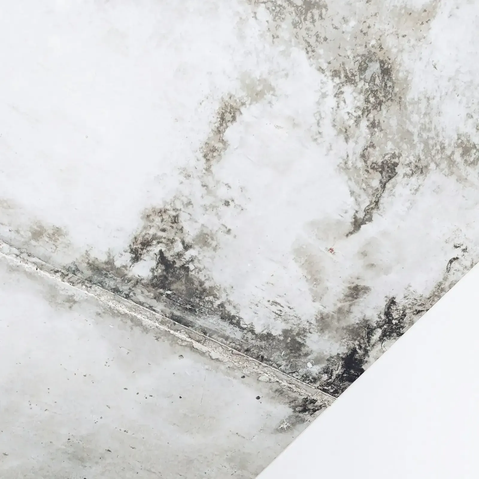 Traces noires de moisissure dans l'angle d'un mur et d'un plafond