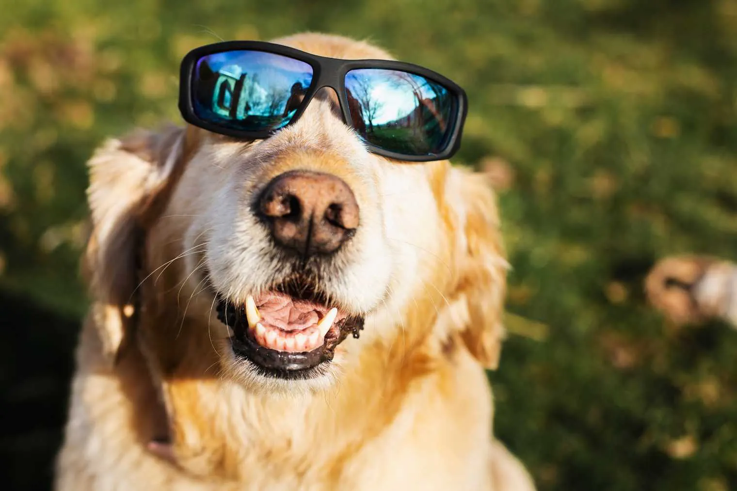 A golden retriever wearing sunglasses in the park