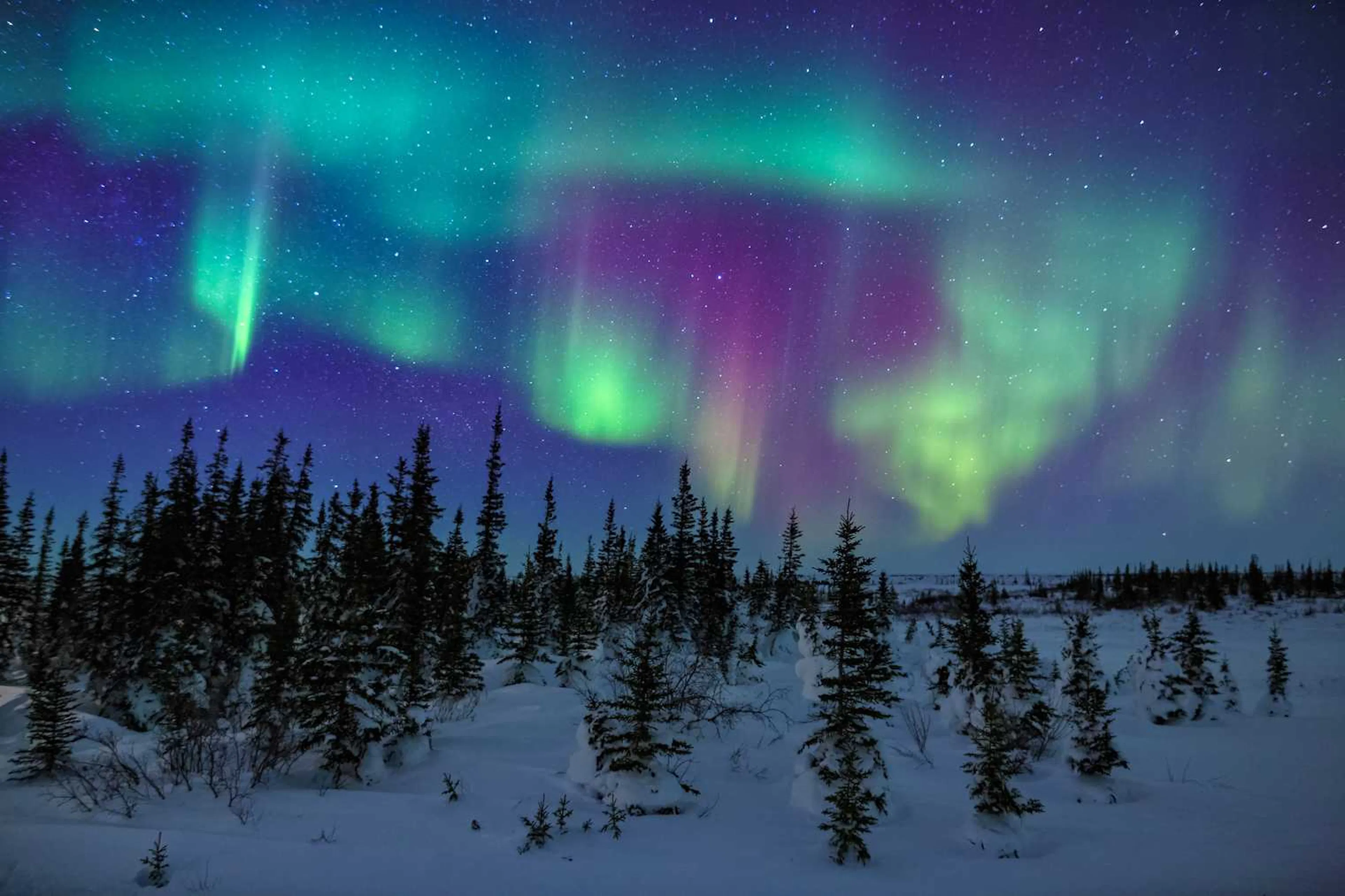 Snowy trees at night with green and purple northern lights in the sky