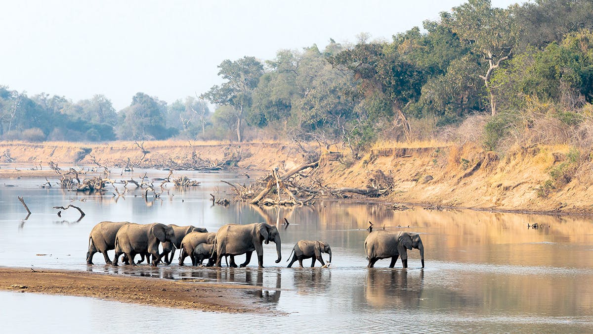 ⓒ Conservation South Luangwa Photography