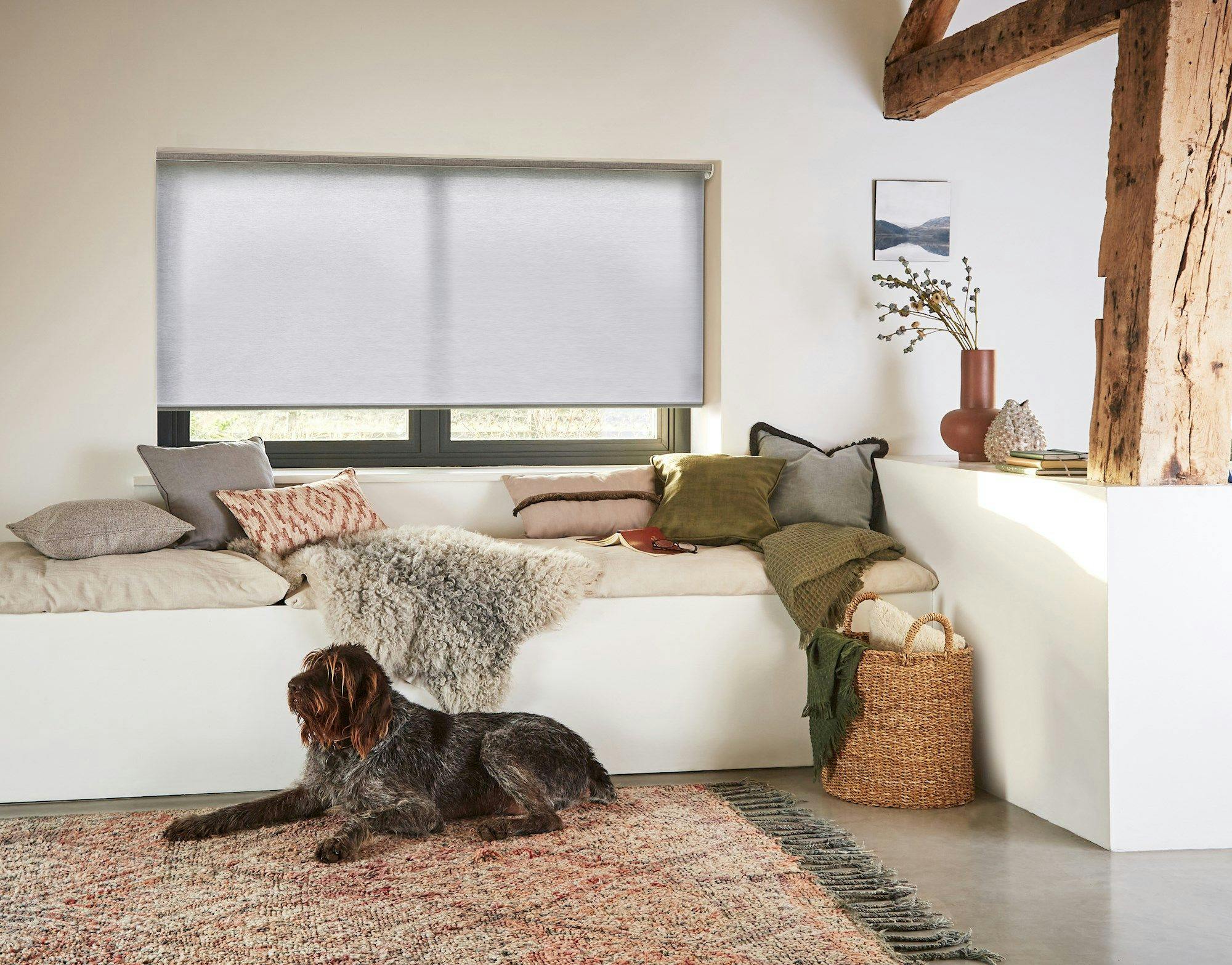 Compose Shadow roller blind in a lounge window with a dog. 