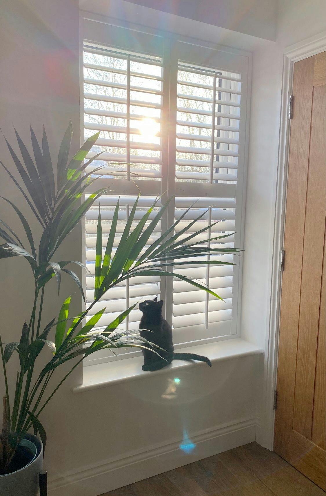 full height white shutters with light streaming in, cat sat on the windowsill and a tall plant partly covering the shutters