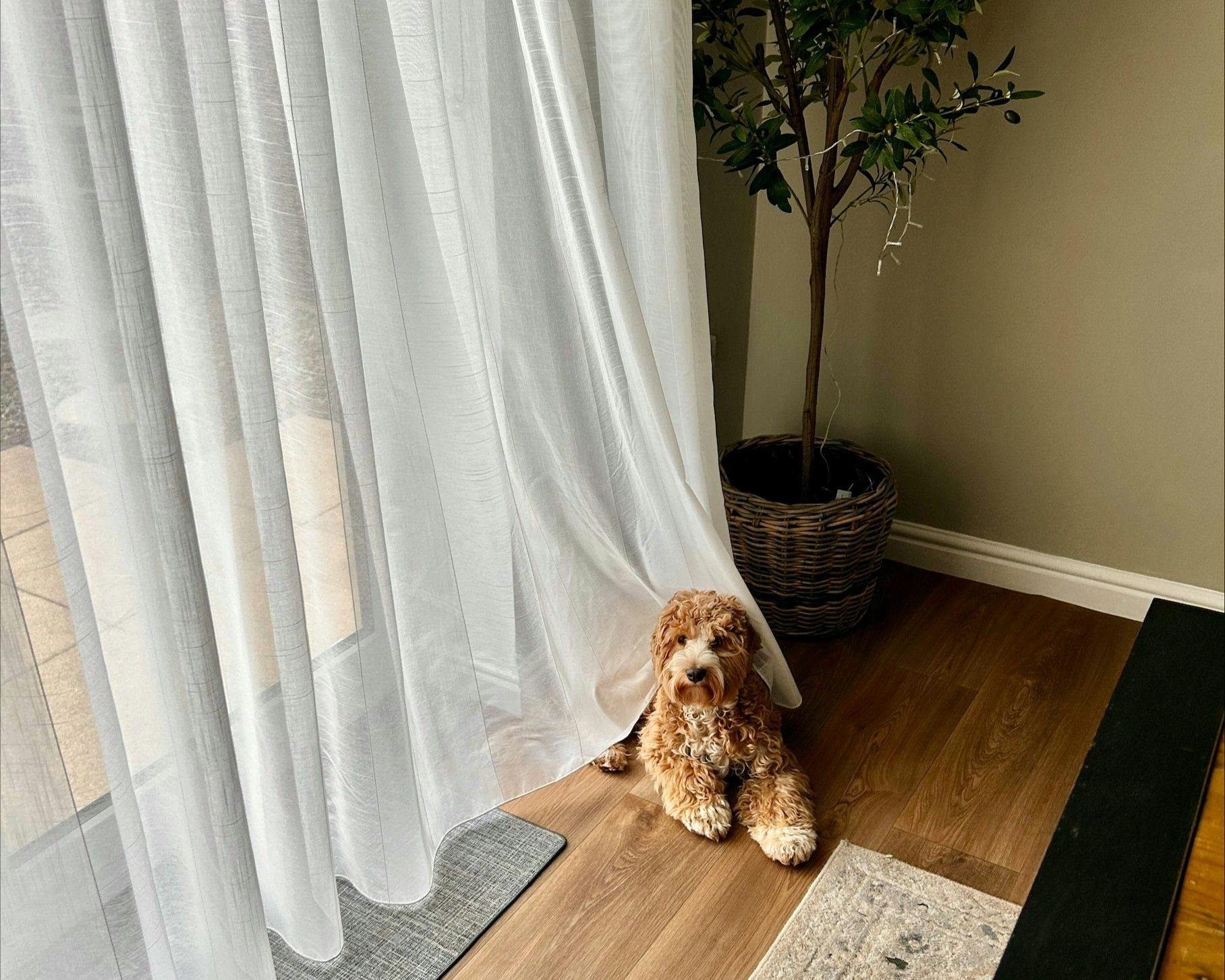 A small, curly-haired dog sits on a wooden floor, partially concealed by sheer white curtains, next to a large potted plant. Natural light filters through the window.