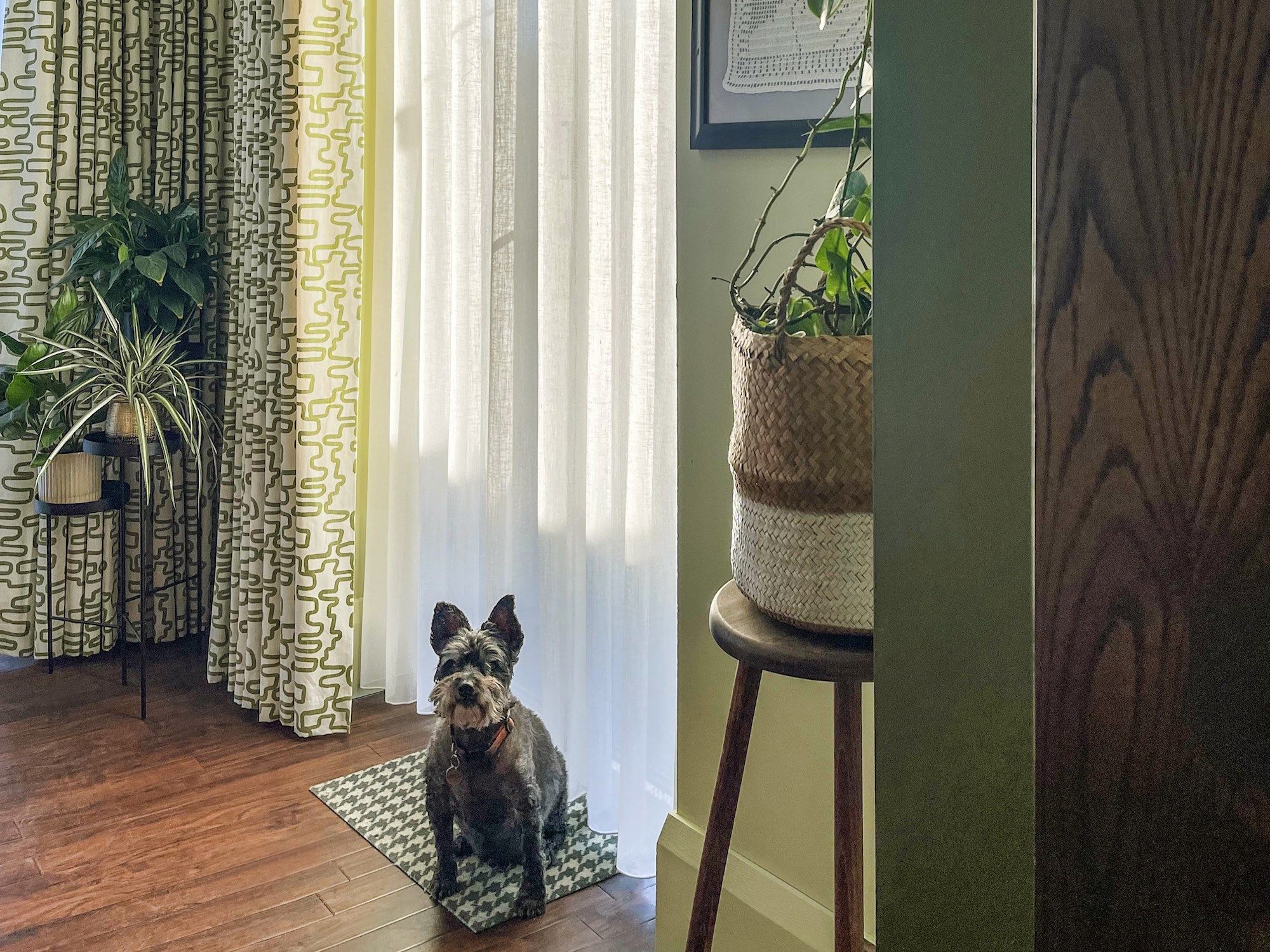 A small dog sits calmly on a houndstooth-patterned mat in front of sheer curtains in a room with hardwood floors, surrounded by potted plants and geometric-patterned drapes.