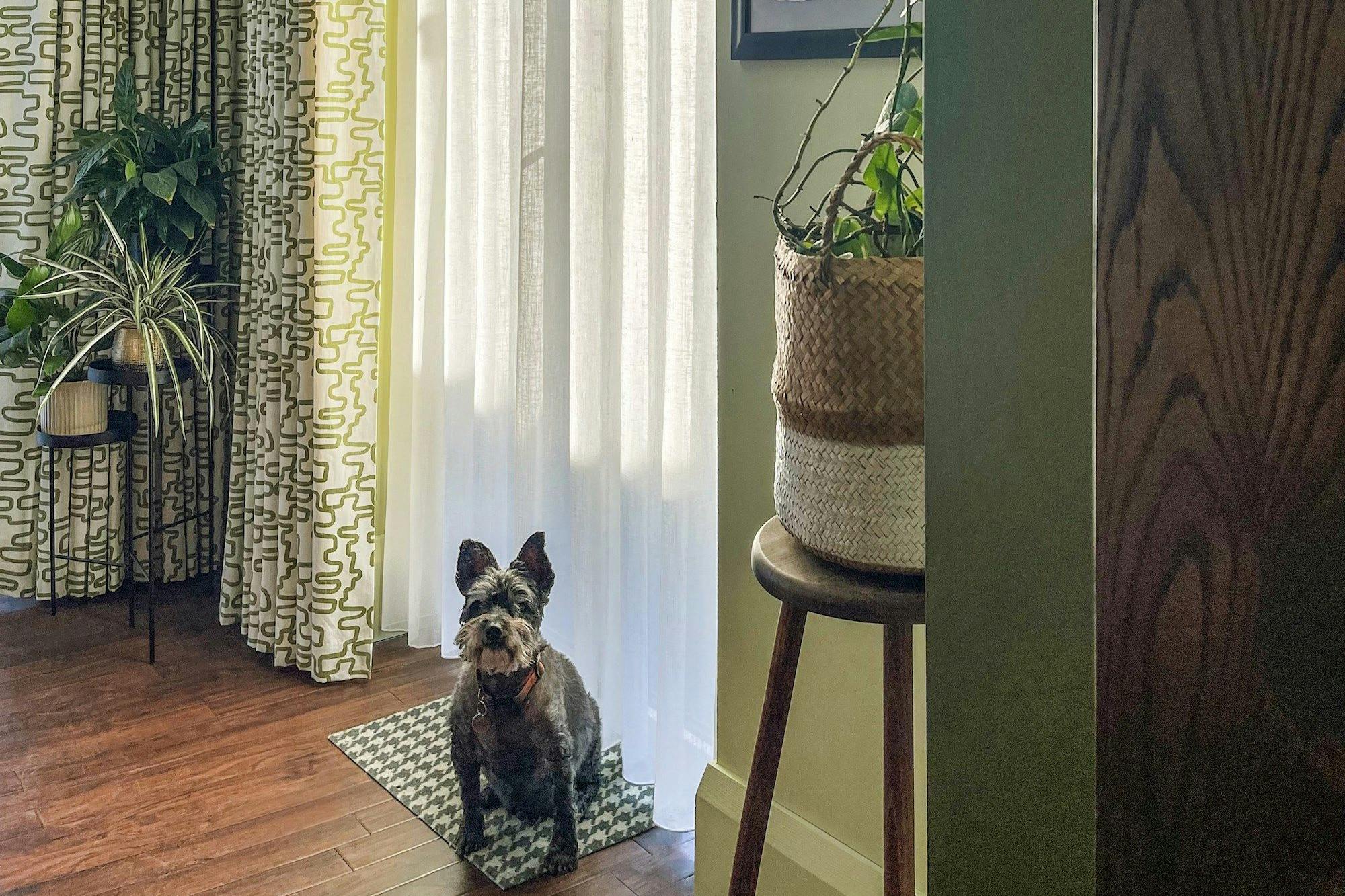A small dog sits calmly on a houndstooth-patterned mat in front of sheer curtains in a room with hardwood floors, surrounded by potted plants and geometric-patterned drapes.