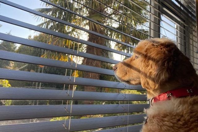 A close up of a light brown dog looking out of a window that has dark grey wooden blinds on it