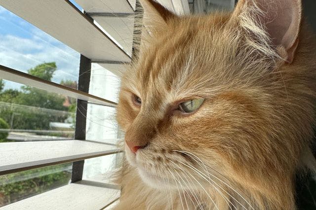 A close up of a ginger cat looking out of a window which has white bamboo venetian blinds on it. 