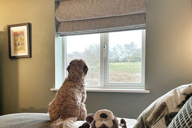 A dog sitting on bed in a modern bedroom looking out of a window with grey blackout Roman blinds on it. 