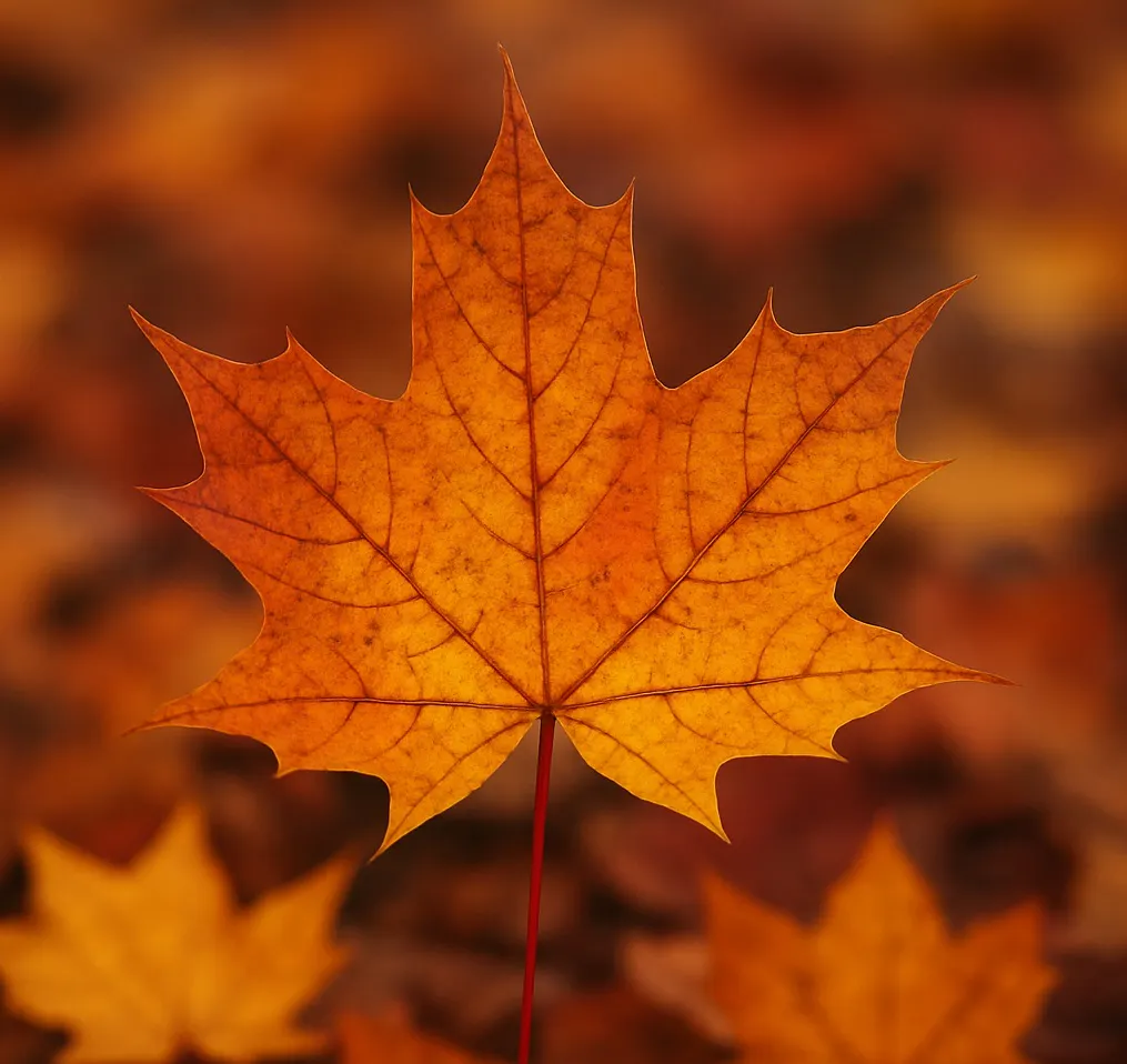 Autumnal leaves