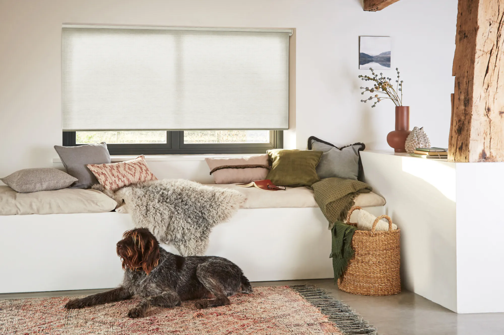 Cream living room with window dressed in pale grey roller blind, olive and pale peach, white banquet-style seating beneath piled with cushions in shades of grey, three quarters closed, a brown and grey big dog lies on a traditional rug in shades of brown and peach with a dark brown fringe, pale wooden beam and post to right, on a brown tiled floor.