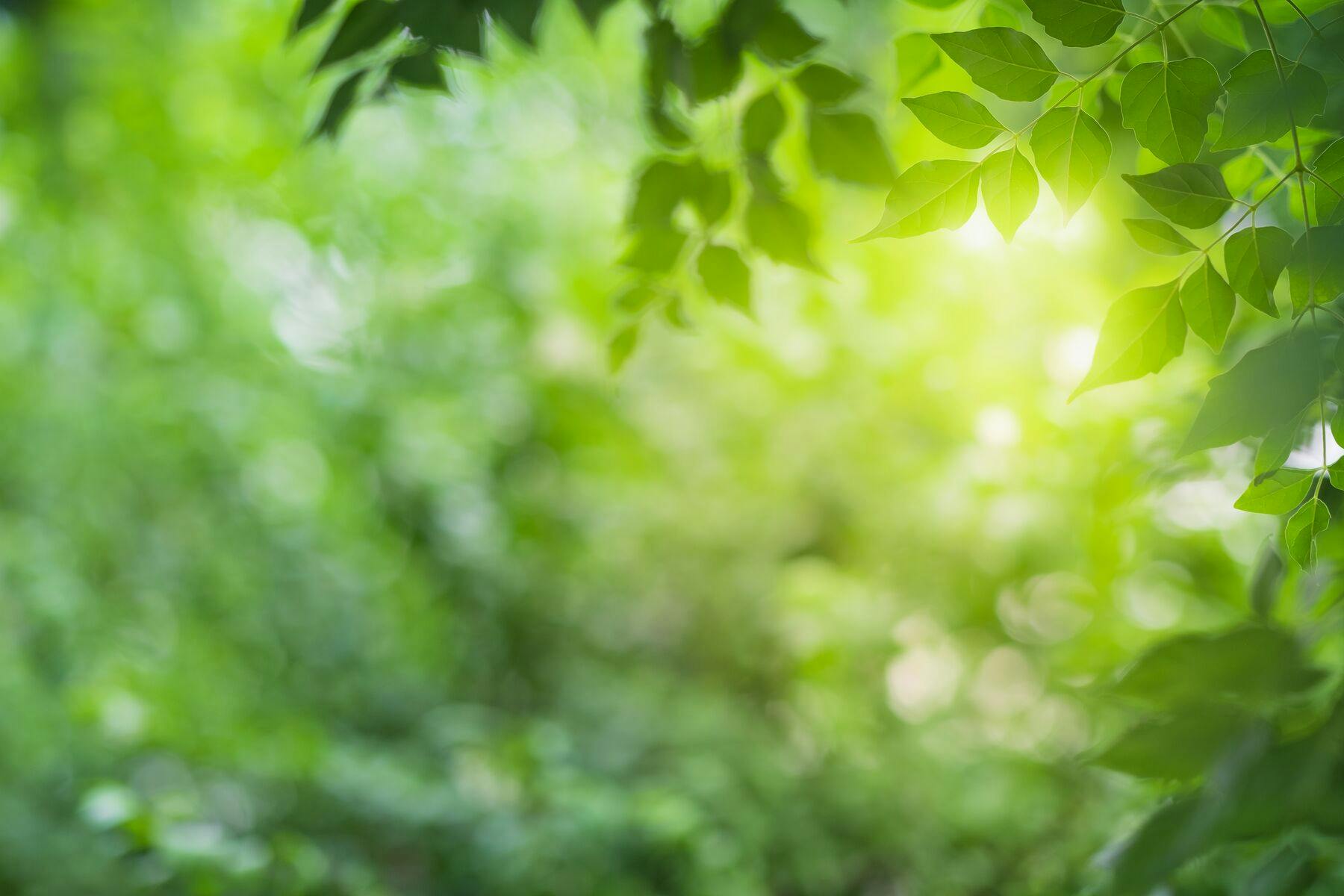 Close-up of green leaves with soft, blurred greenery and sunlight glowing in the background.