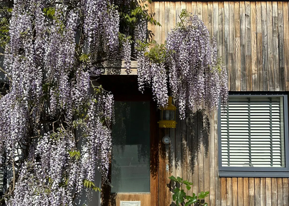 Wooden house exterior with cascading purple wisteria flowers beside a door and a window with white Venetian blinds.”