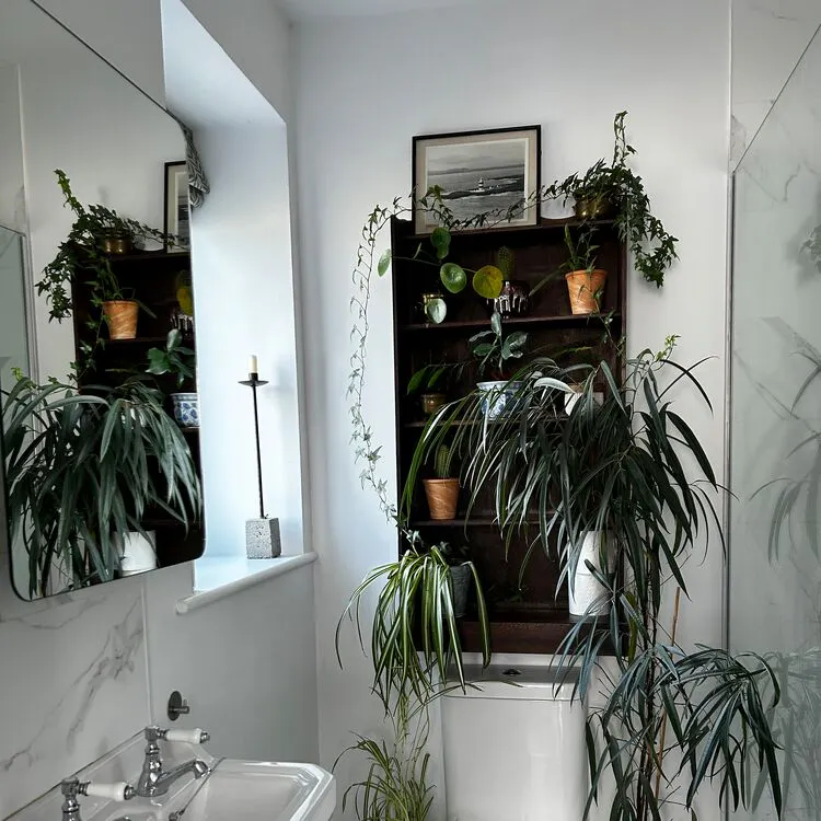 White bathroom with white toilet and sink, silver plate taps, mirror above, shower to right, screened, black wall unit above cistern filled with plants, reflected in the mirror.