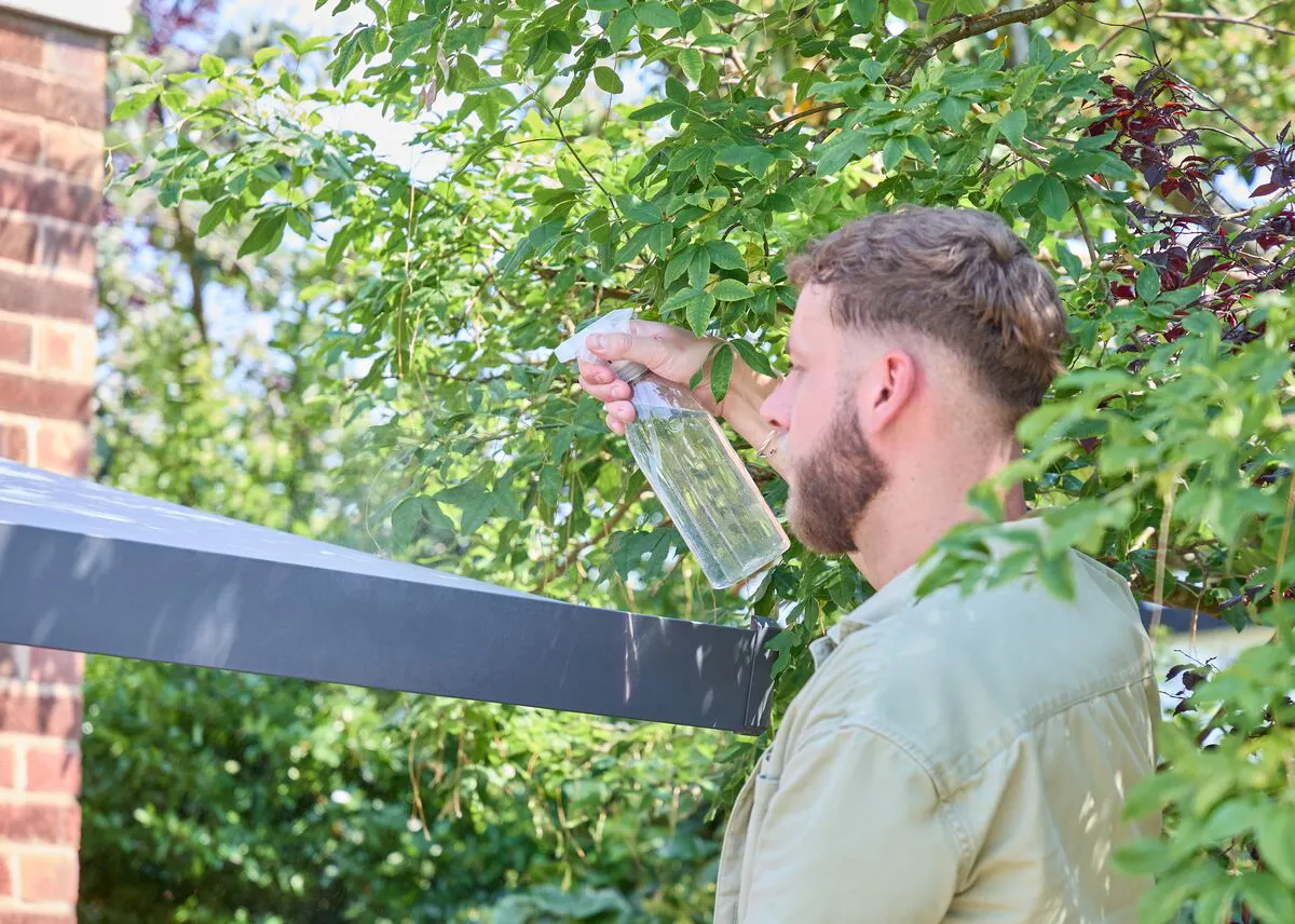 Person spraying cleaning solution onto the frame of a modern pergola, surrounded by leafy garden planting.