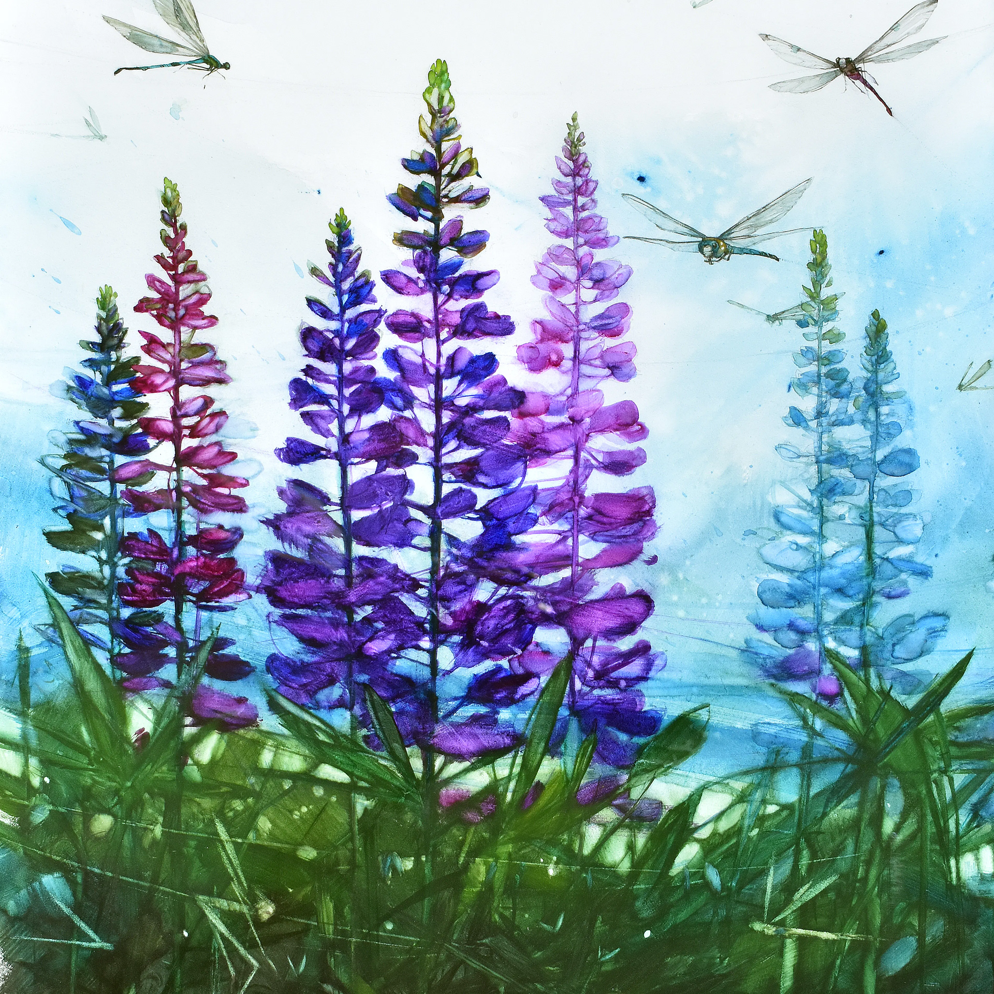 Seabreeze Lupins