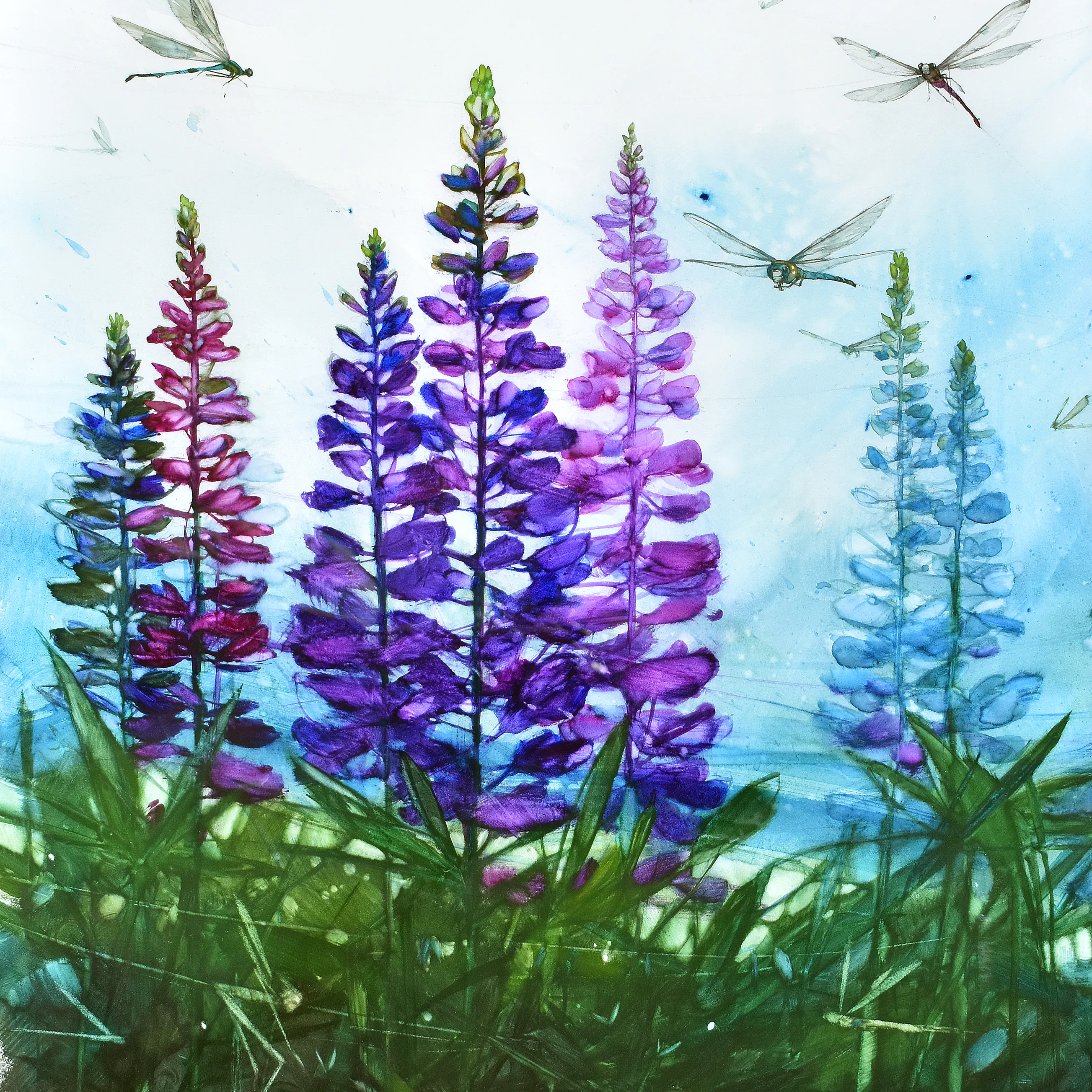Seabreeze Lupins