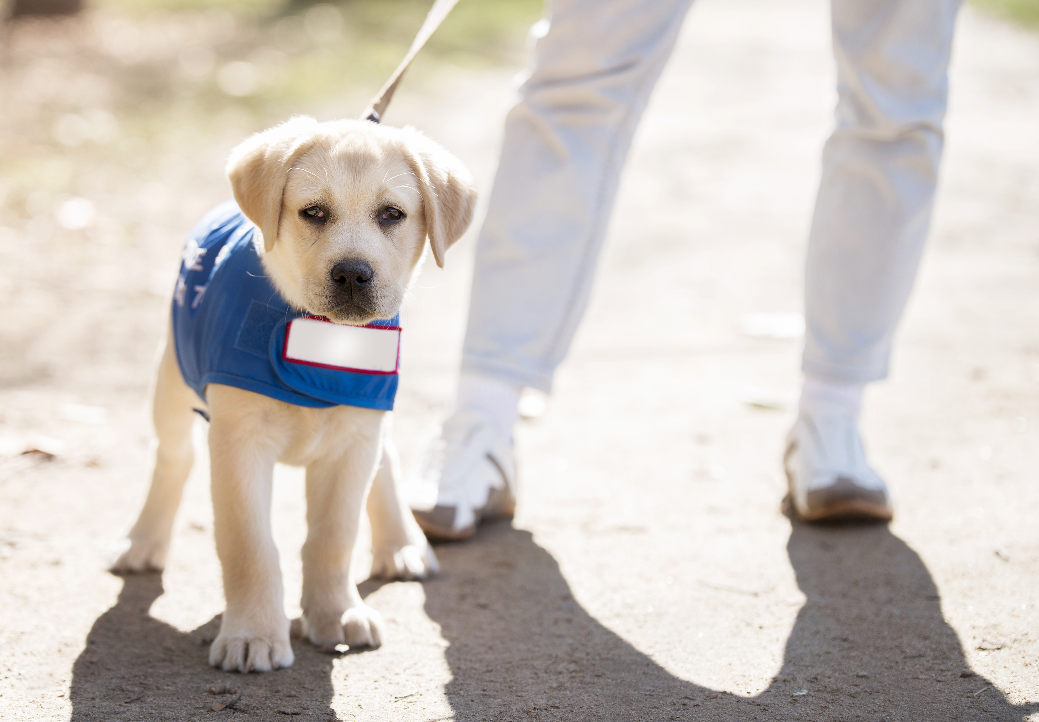 An assistance dog wearing a jacket that has assistance dog labelled on it. They are being held by a lead.