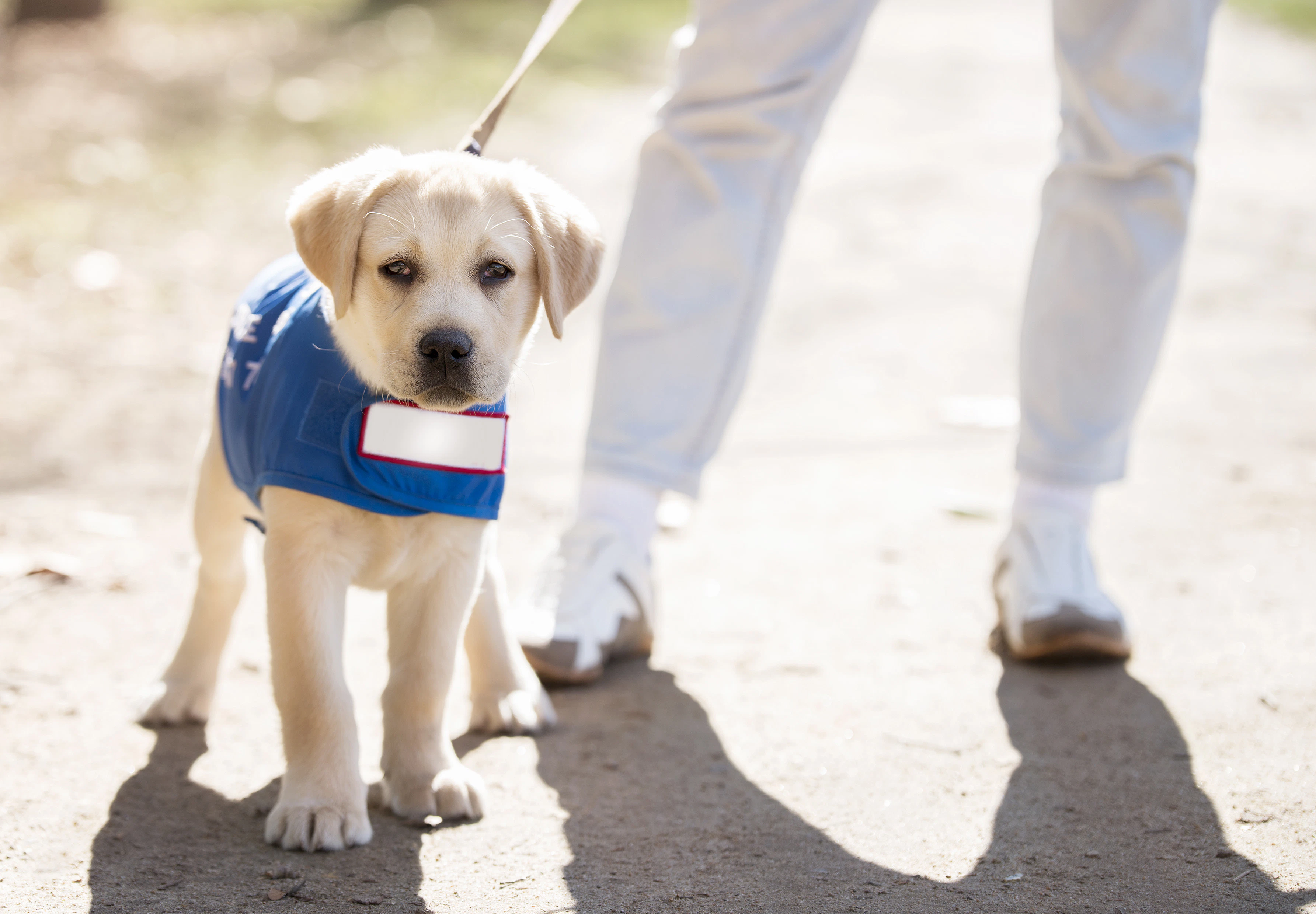 An assistance dog wearing a jacket that has assistance dog labelled on it. They are being held by a lead.