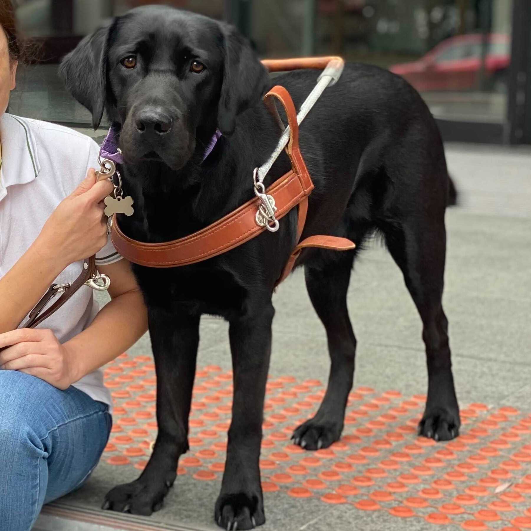 guide dog leash