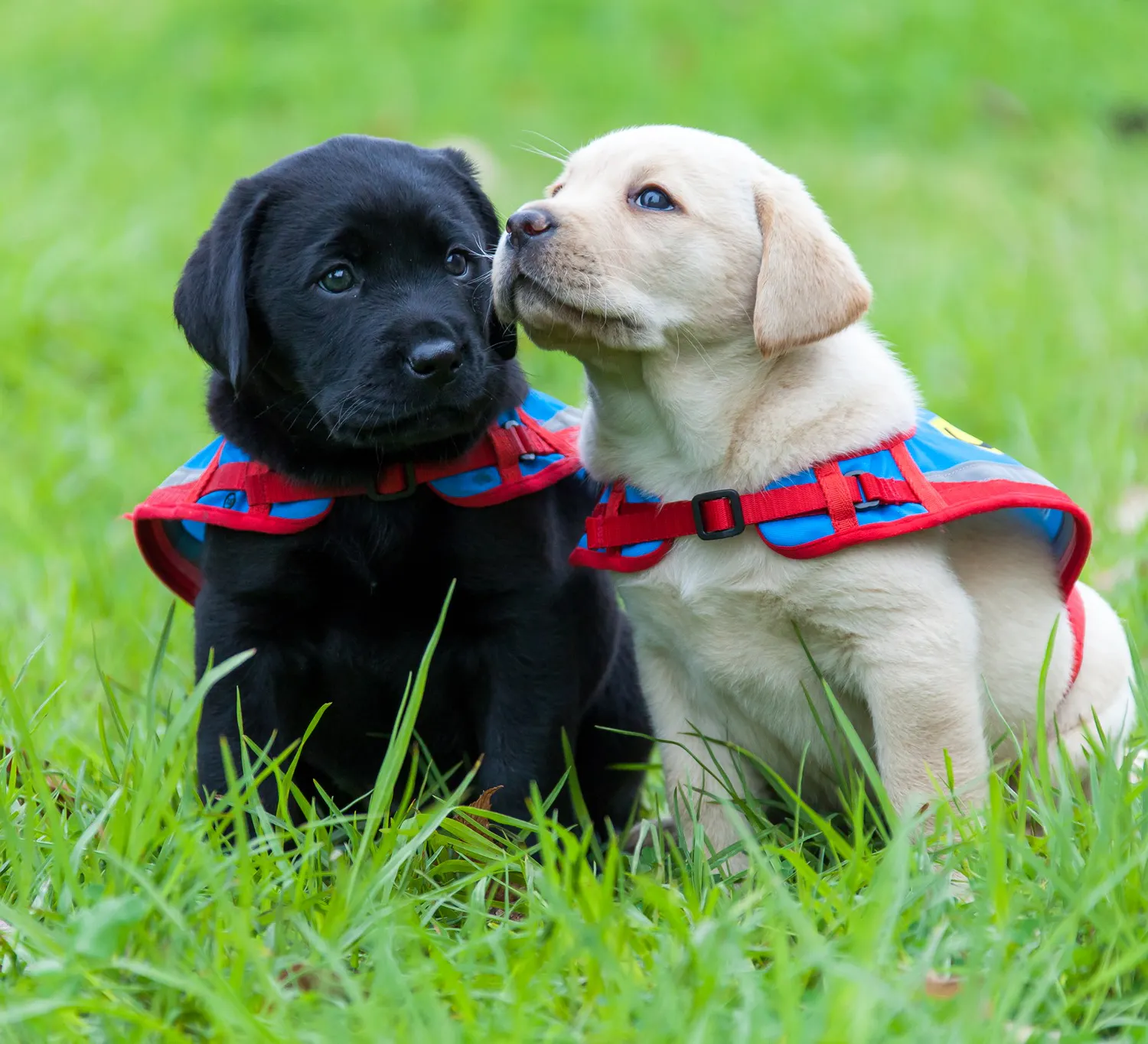 Two puppies training with Assistance Dogs Australia sit side by side on some grass. One is a black labrador and the other is a golden labrador. Both wear Assistance Dogs Australia jackets.