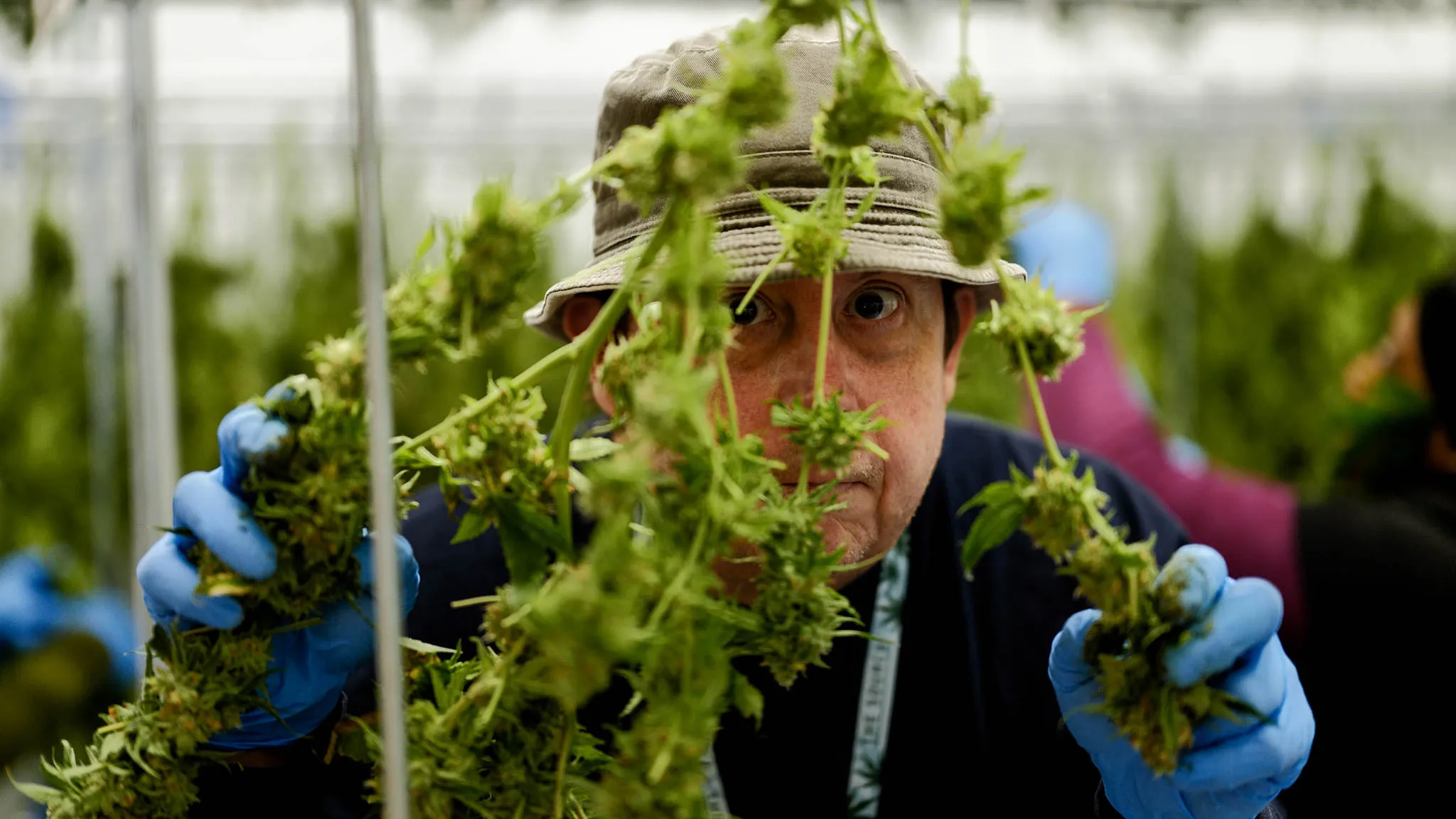 A man in a bucket hat and blue nitrile gloves inspecting a plant.