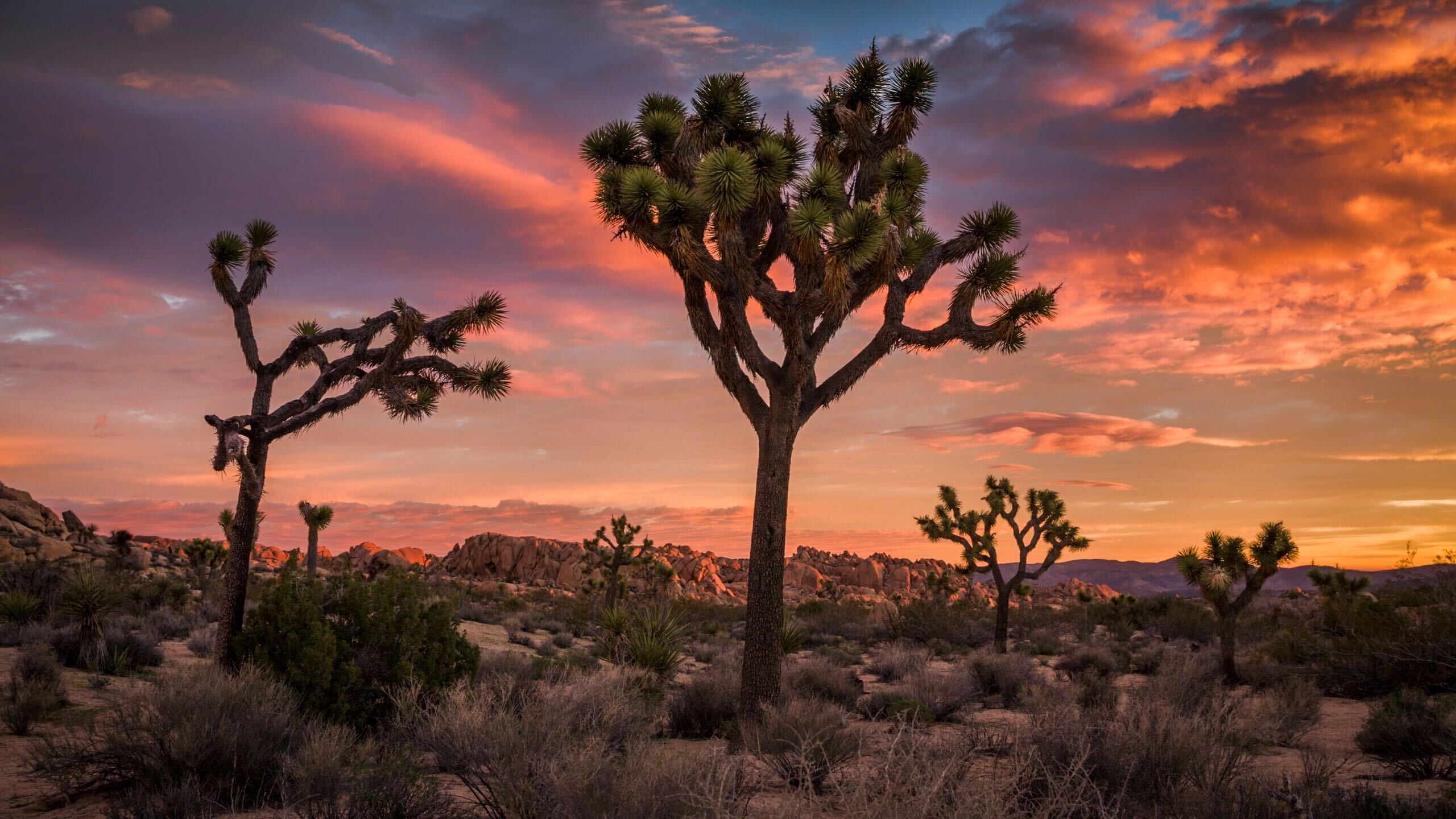 Joshua tree California Nature