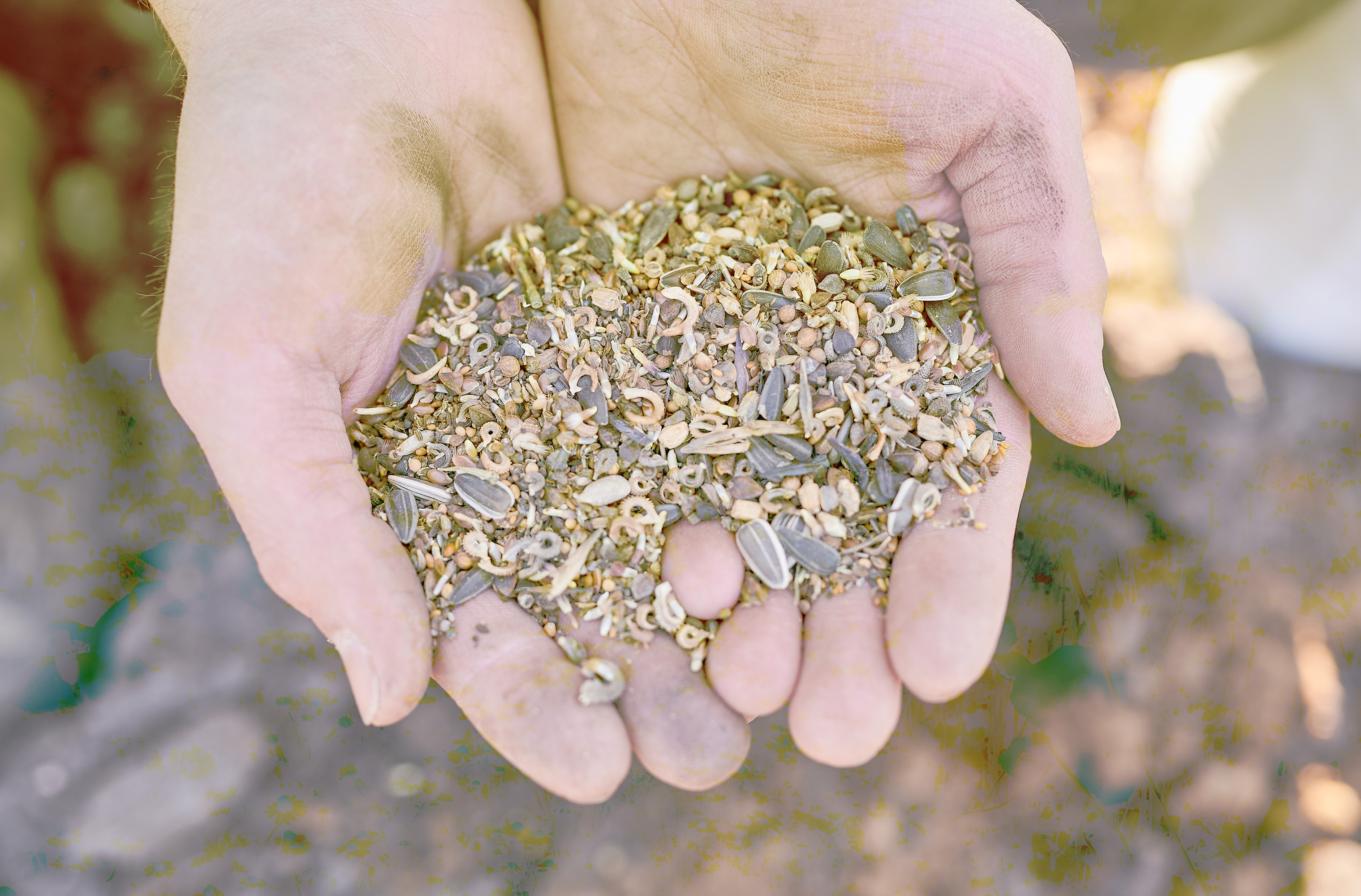 Das spezielle Saatgut für unsere regionale Artenvielfalt. Werden auch Sie Blühwiesen-Pater bei unserer Aktion im Autohaus Friedrich Hoffmann.