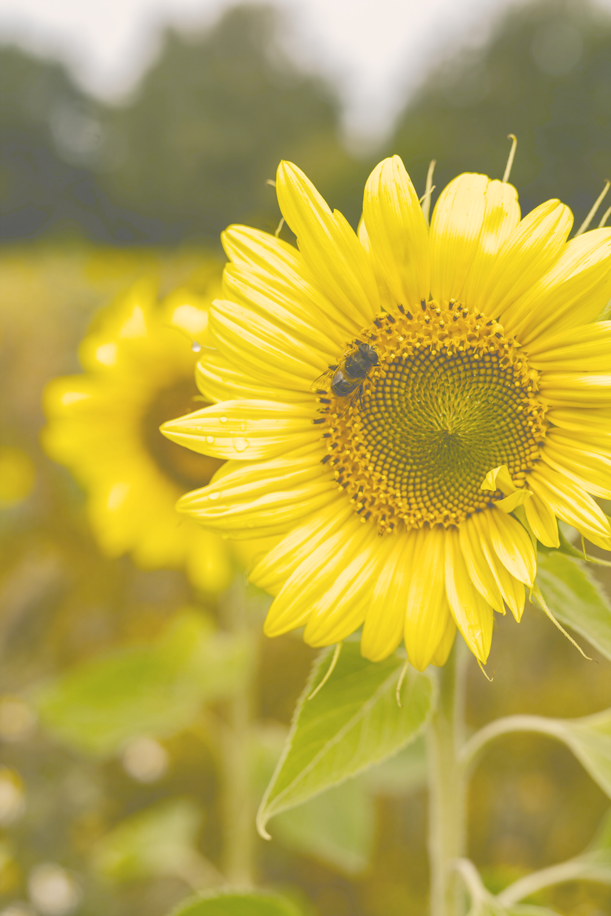 Jetzt Blühwiesen-Pate werden bei unserer Blumenwiesen-Aktion in Kooperation mit Continental und Artenglück. Machen Sie mit und fördern Sie die regionale Artenvielfalt.