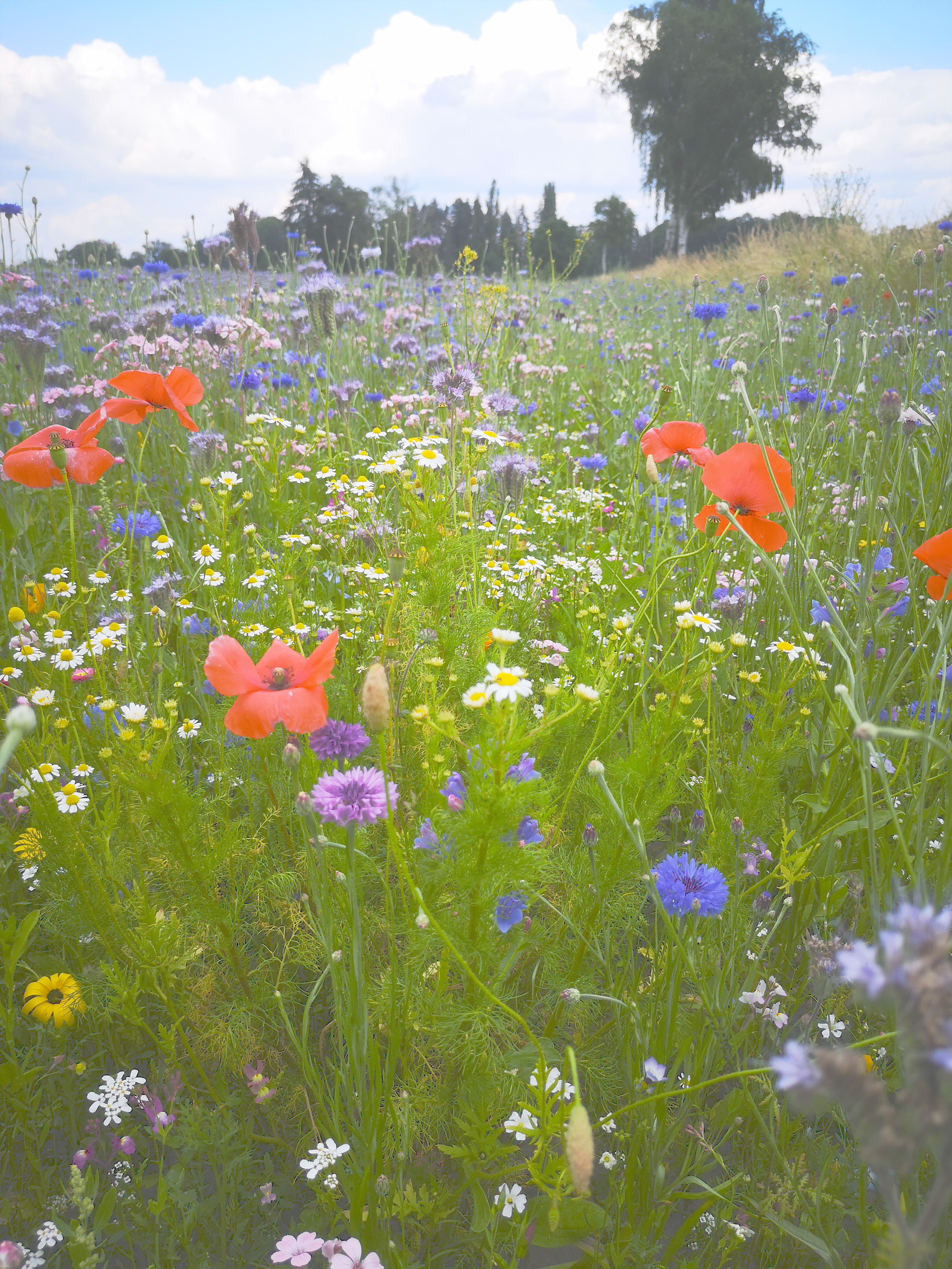 Jetzt Blühwiesen-Pate werden bei unserer Blumenwiesen-Aktion in Kooperation mit Continental und Artenglück. Machen Sie mit und fördern Sie die regionale Artenvielfalt.