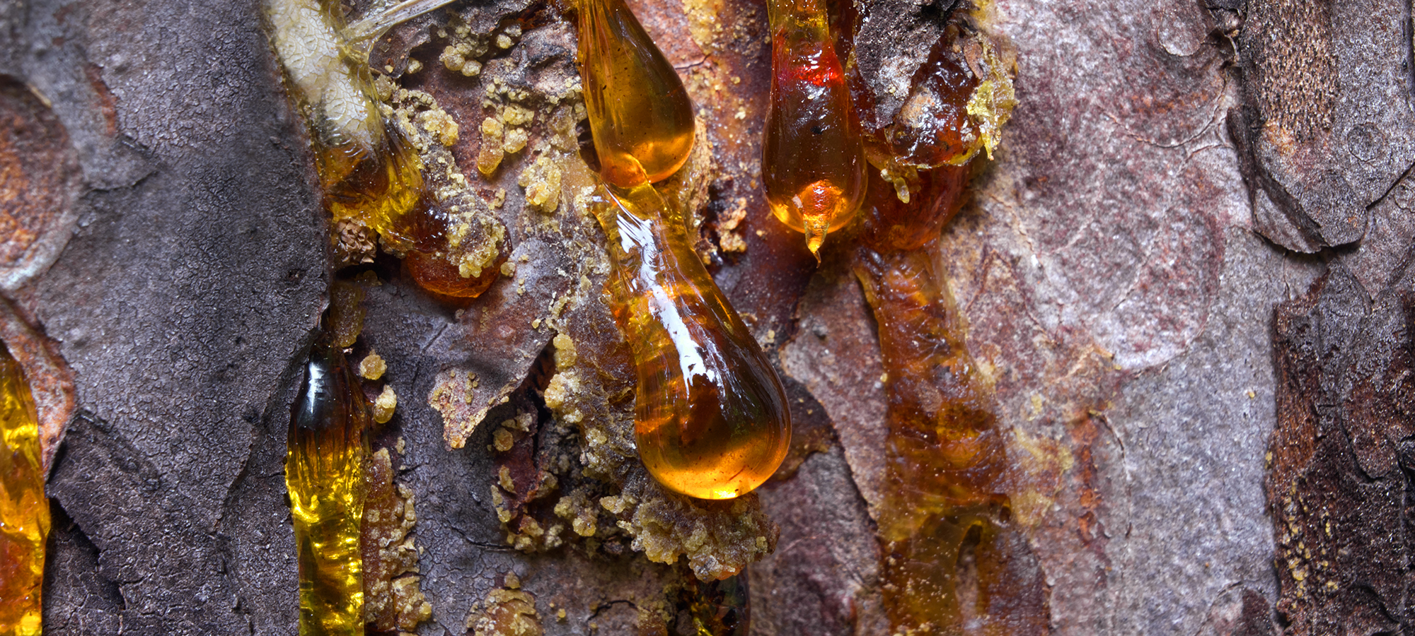 Décoder les mystères de la térébenthine et identifier un produit de qualité