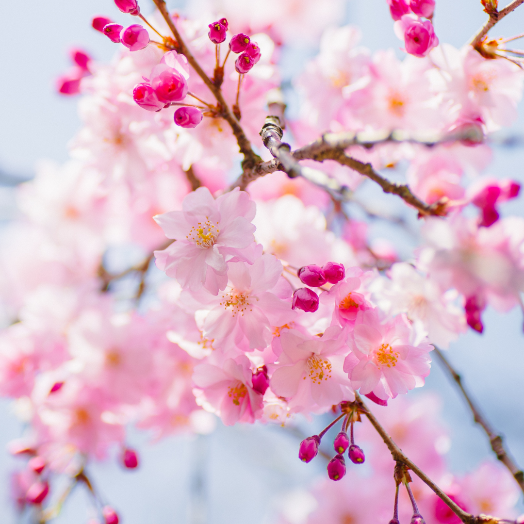 Événements saisonniers 