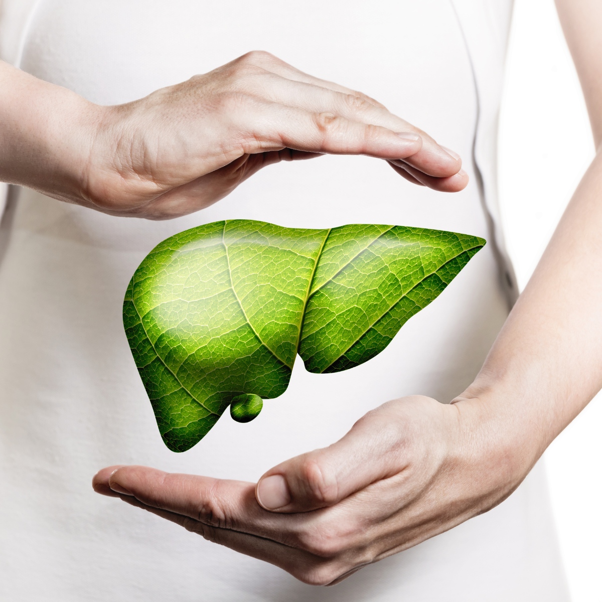 🌿 Le foie : pilier discret de notre énergie
