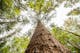 Foto gemaakt omhoogkijkend vanaf de onderkant van een boom, blik op verschillende boomtoppen van een regionaal bos