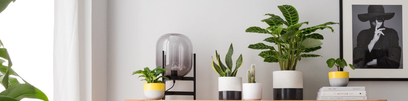 Indoor-Garten: Ein neues Zuhause für die Natur | home24