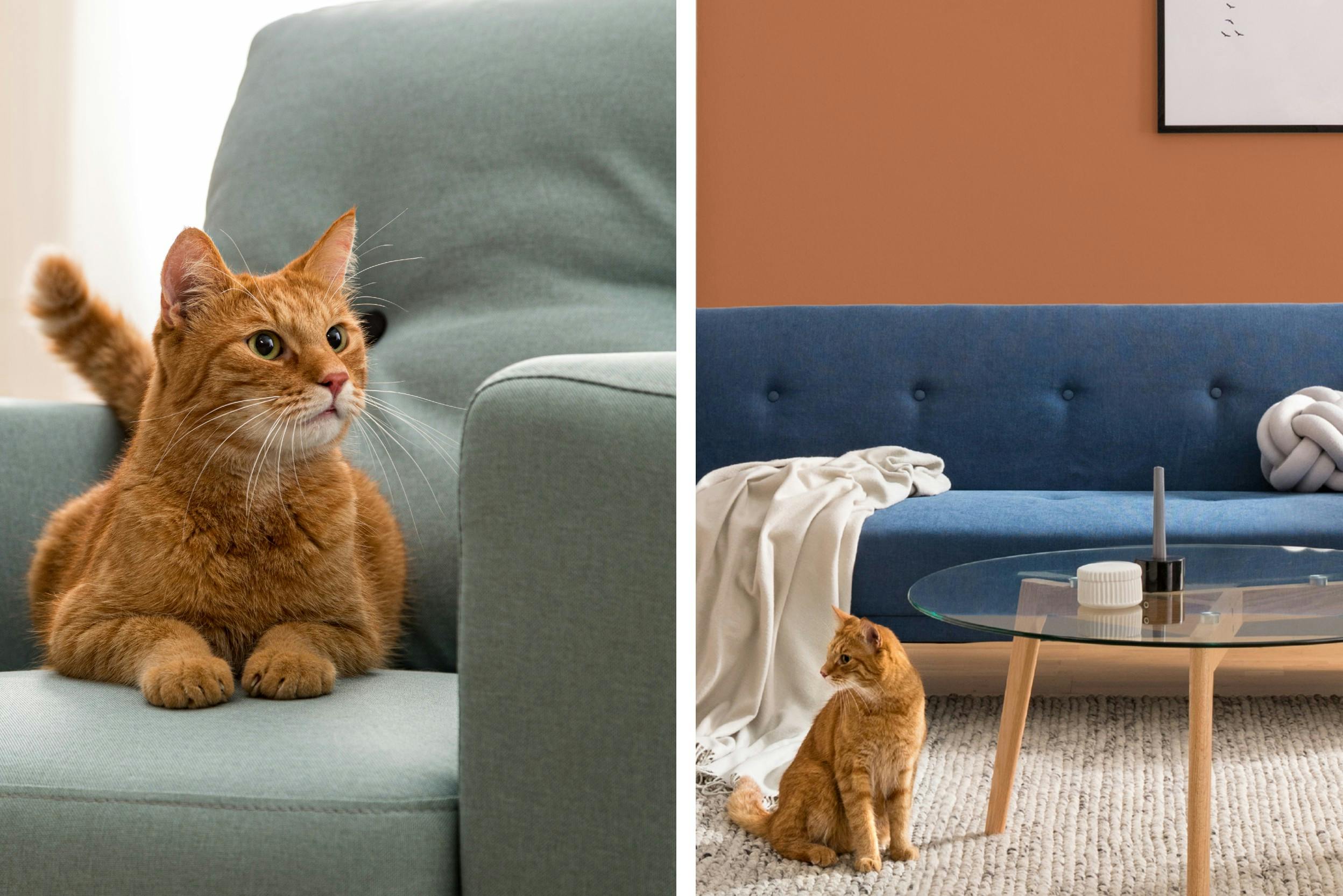 Kat die op een fauteuil ligt en kat die op de vloer zit voor een blauwe bank