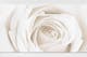 Tableau gros plan d'une rose blanche sur un mur blanc