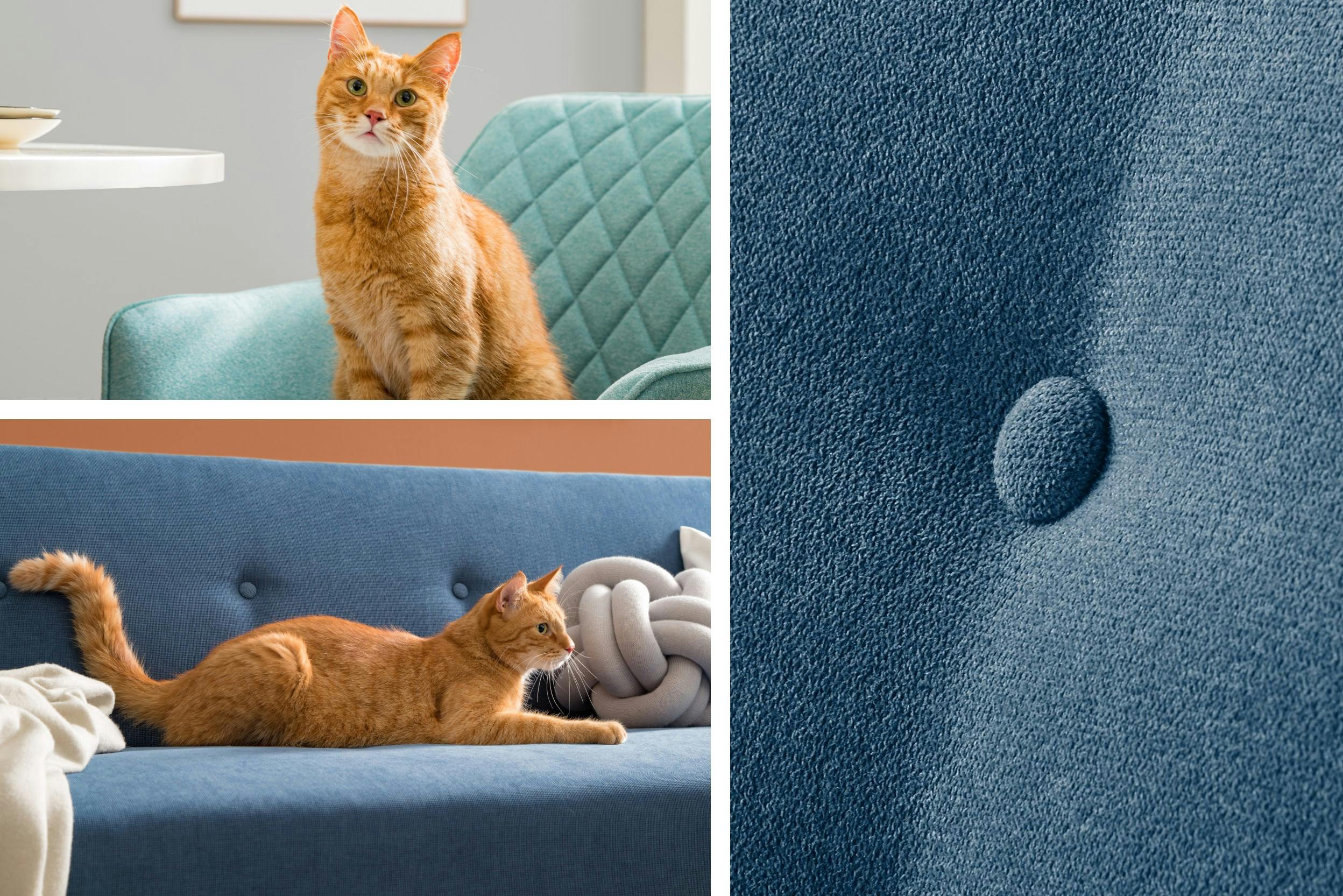 Getigerte Katze auf Polstermöbel (türkiser Armlehnensessel und blaue Couch) sitzend