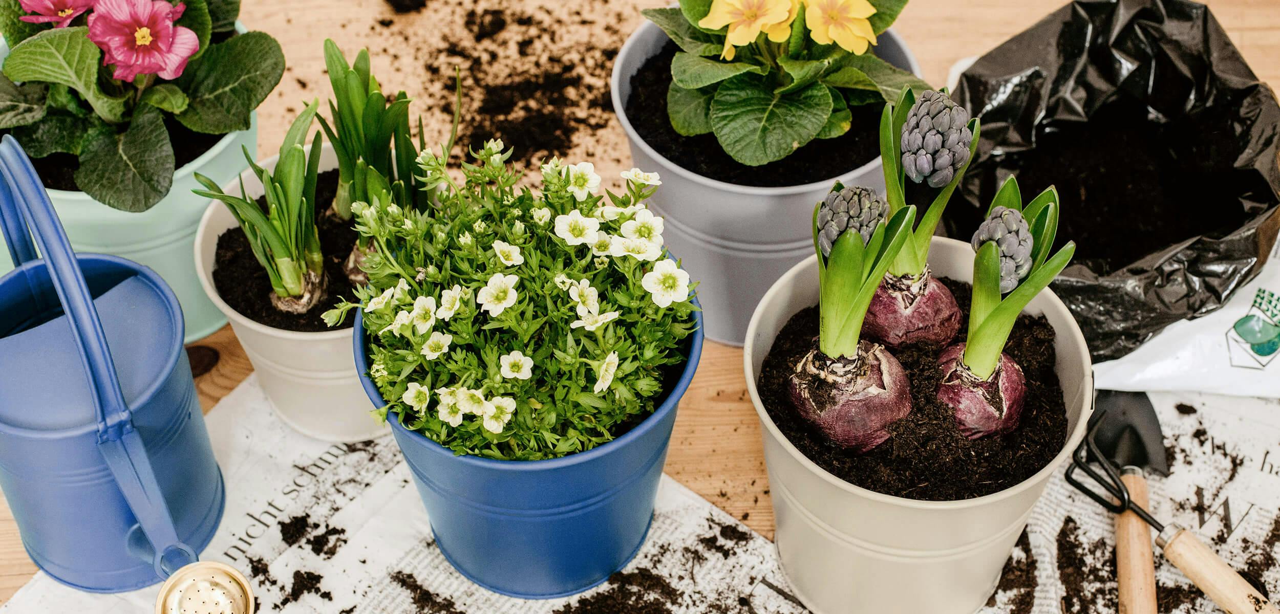 BUTLERS Tipps zum Einpflanzen und Eintopfen | home24