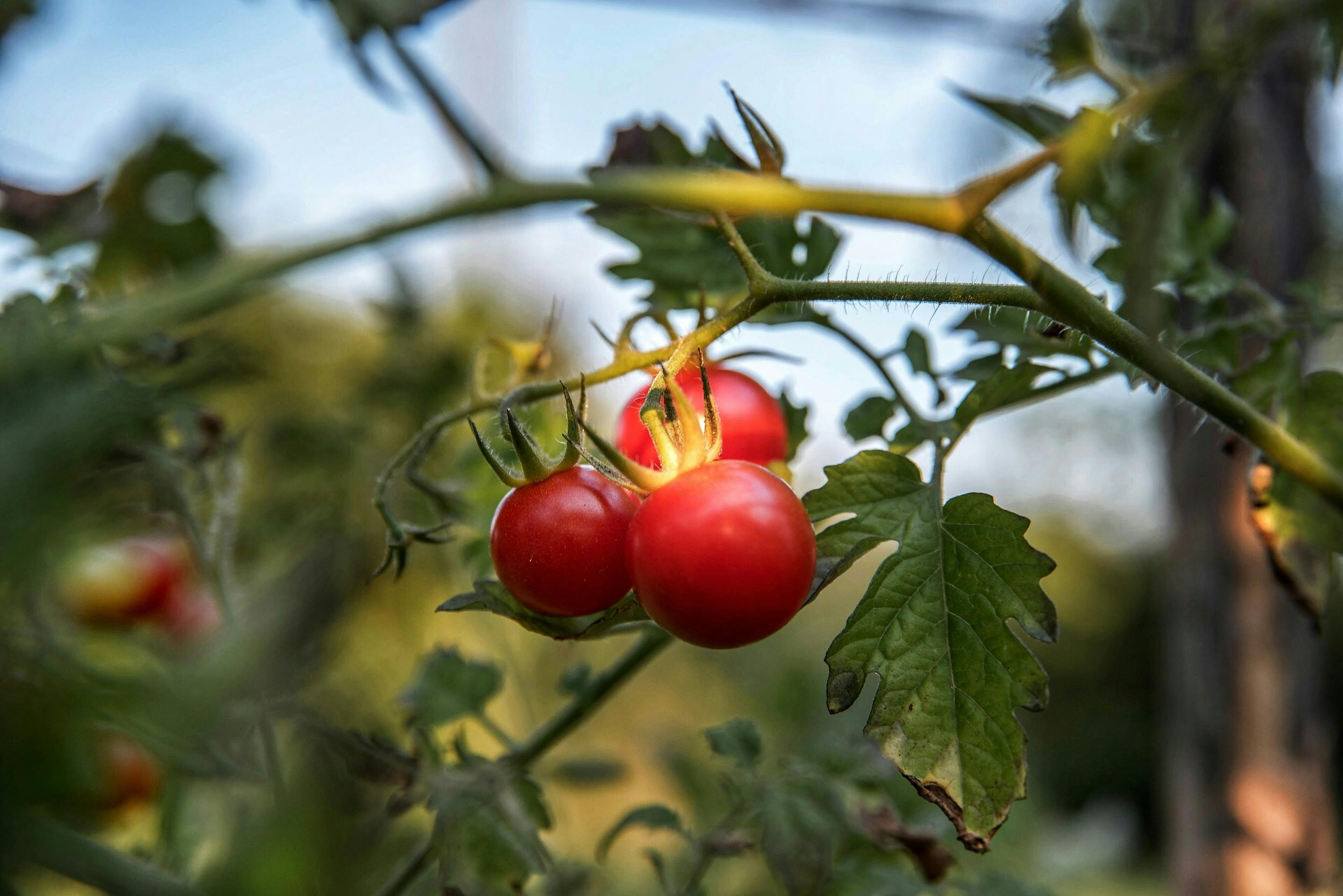 Tomaten im Hochbeet anlegen einfach erklärt: So erhältst du schöne, schmackhafte Tomaten in deinem Garten und auf dem Balkon