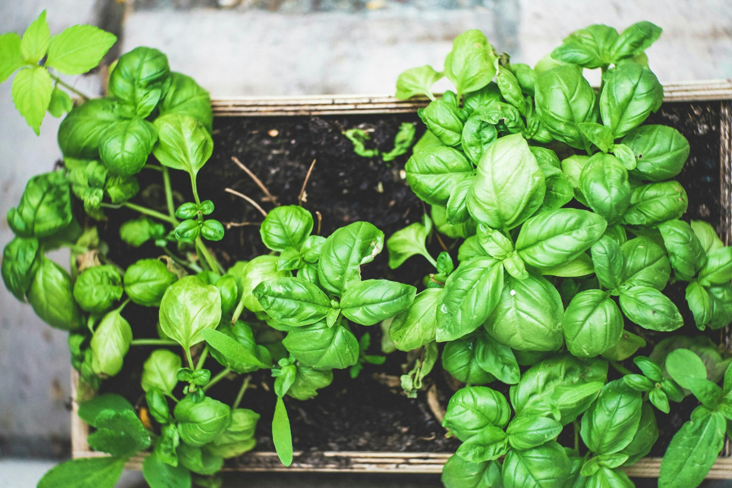 Basilicumplanten voor lekkere maaltijden van je balkon